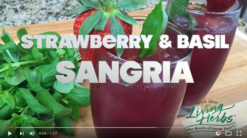 Living Herbs Strawberry & Basil Sangria