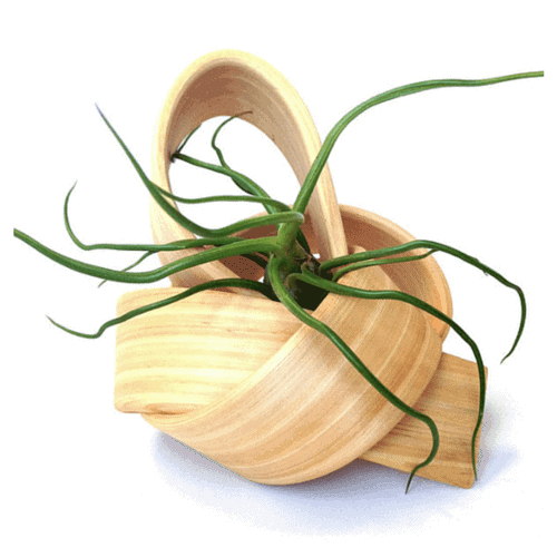 anthurium