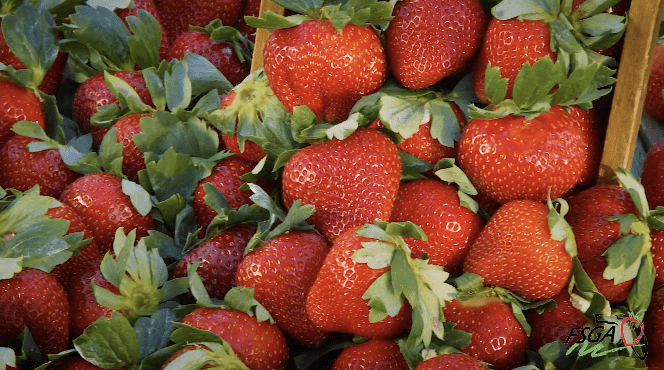 FSGA: Strawberry Varieties