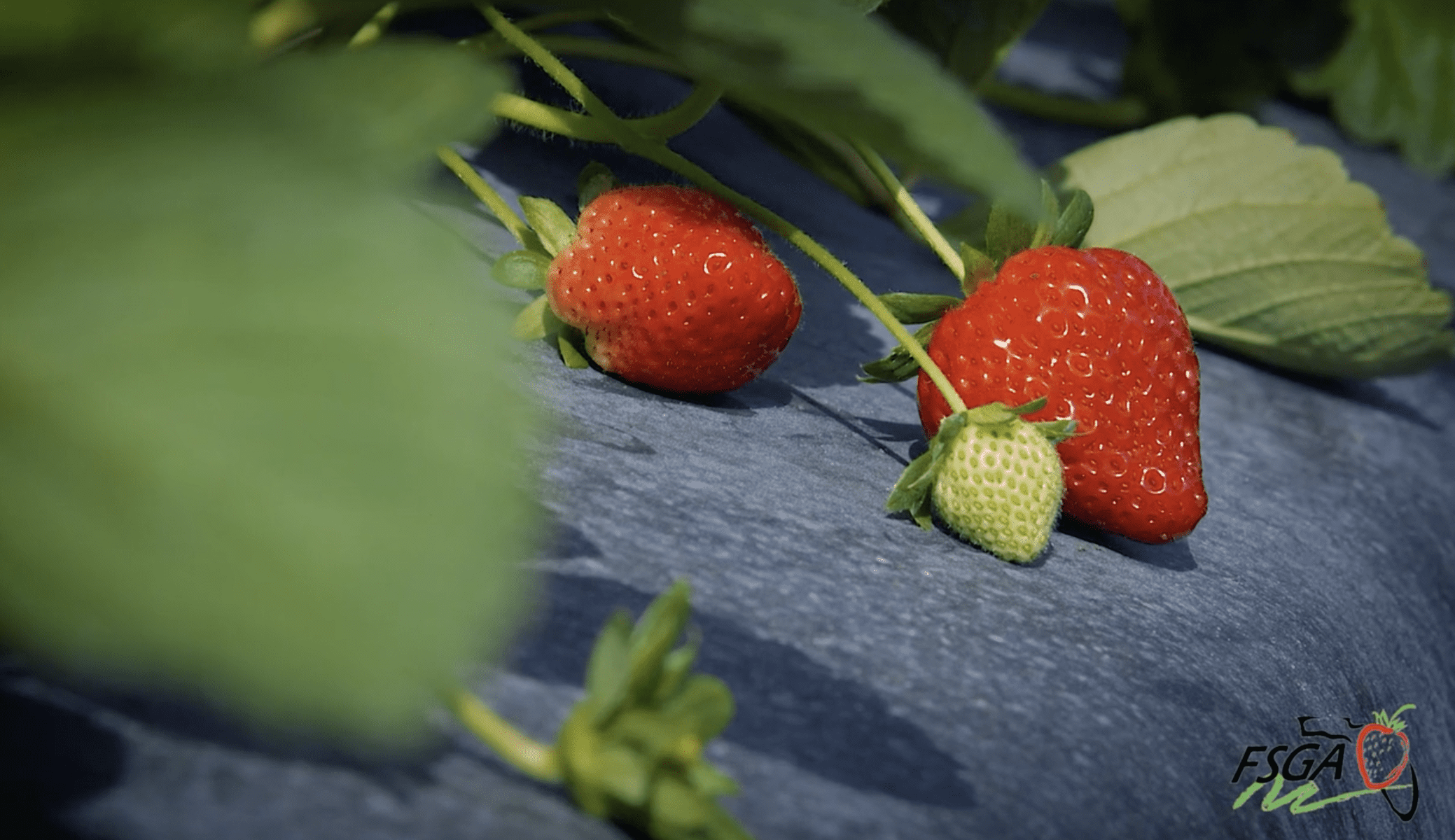 FSGA Behind-the-Scenes: Strawberry Varieties