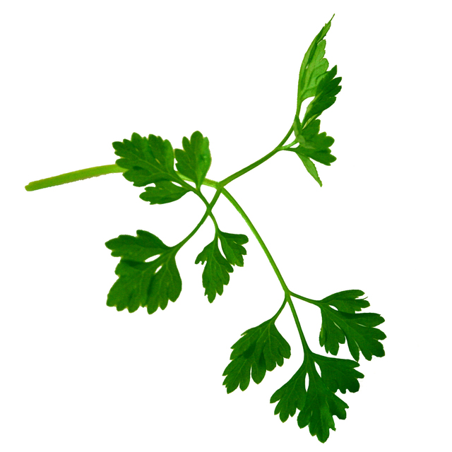 Chervil