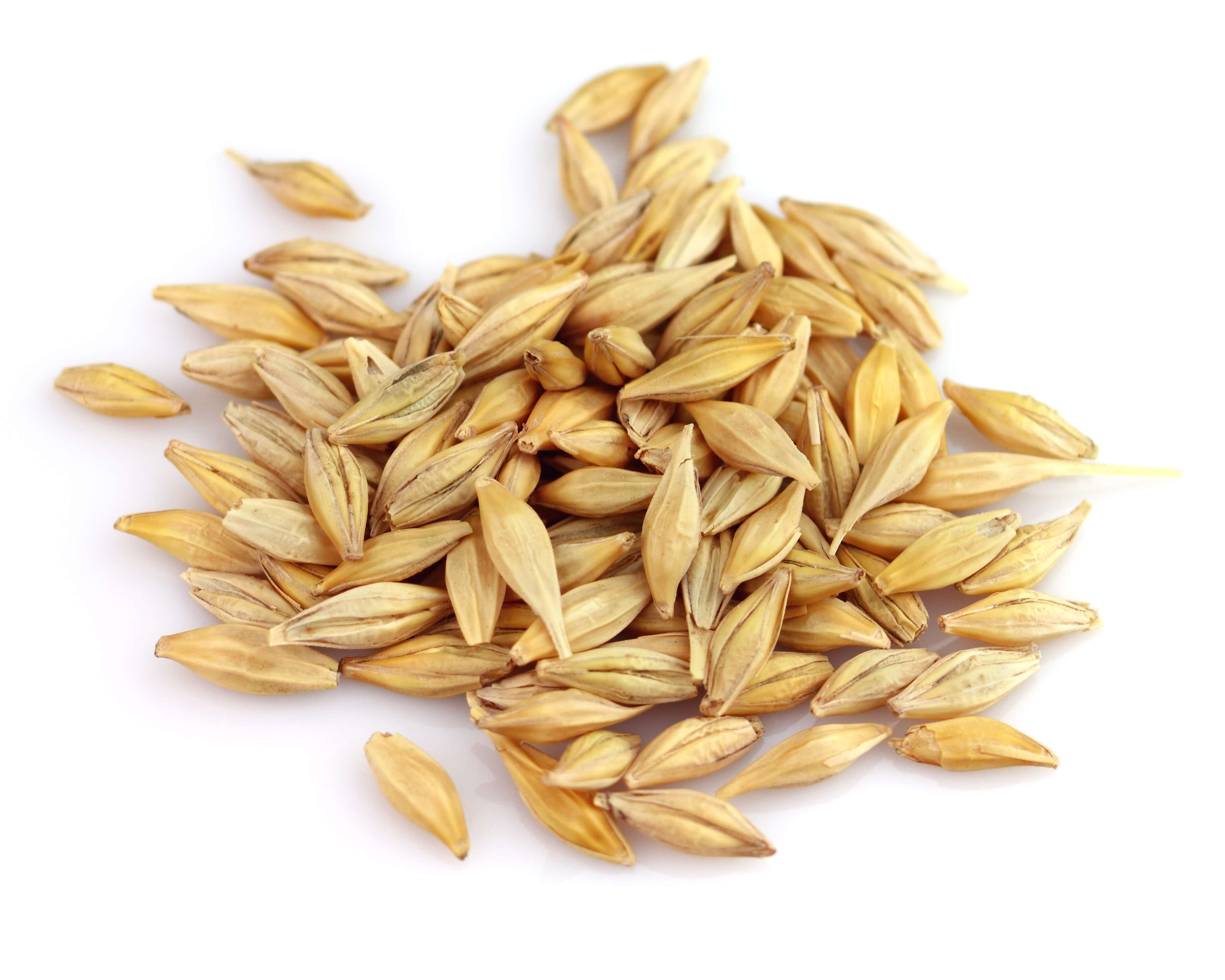 Barley