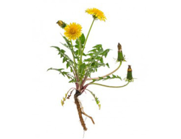 Dandelion Root