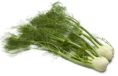 Fennel