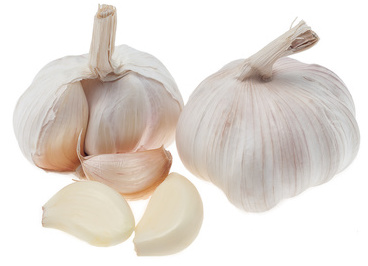 Garlic