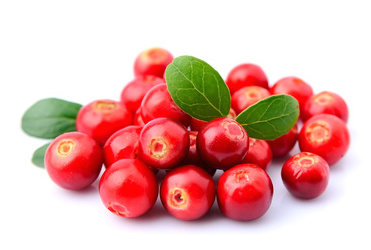 Lingonberry