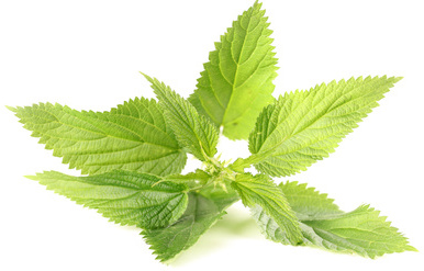 Nettle