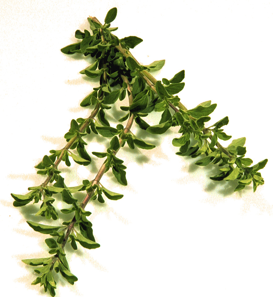Oregano