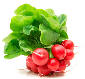 Radish