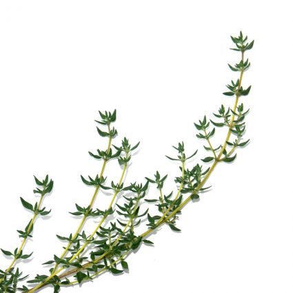 Thyme