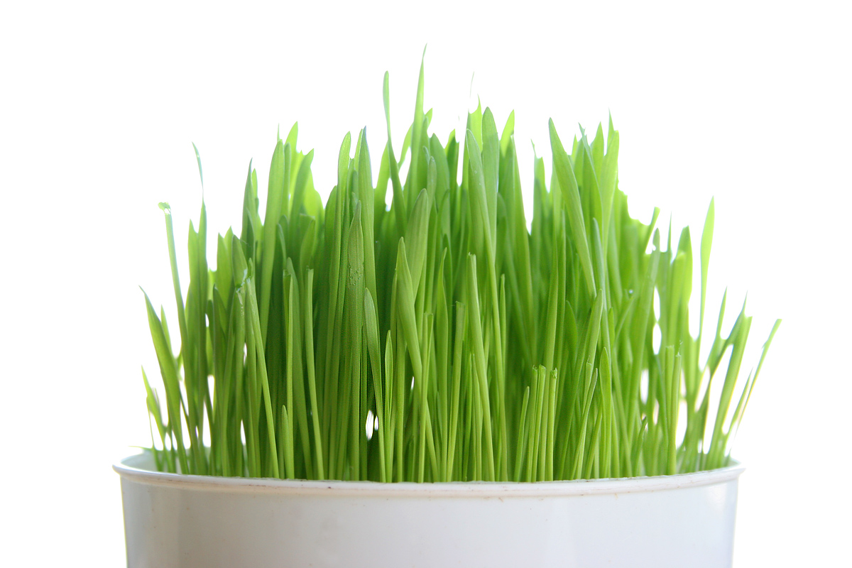 Wheatgrass