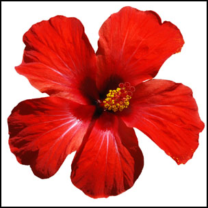 Hibiscus