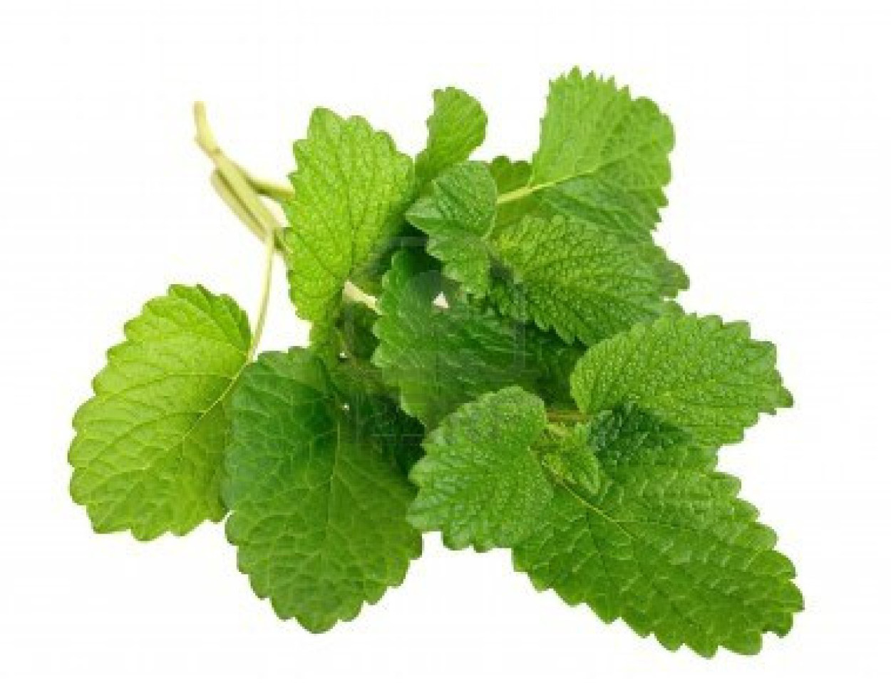 Lemonbalm