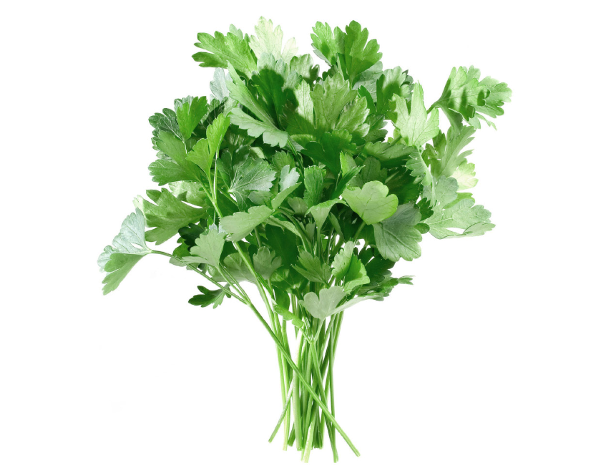 Parsley