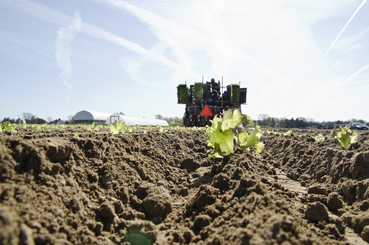 Lettuce Transplant