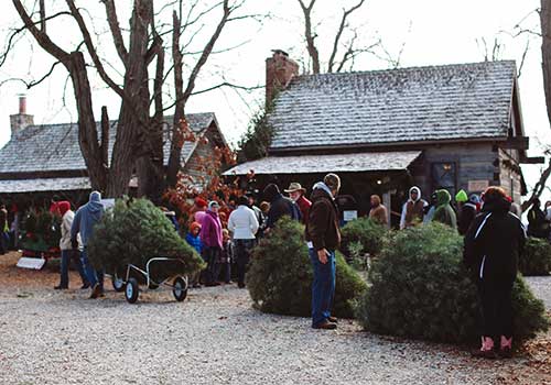 UCutChristmasTreesShaking