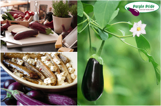 Everything on the Extraordinary EGGPLANT!