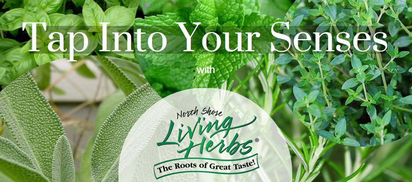 Tap Into Your Senses with North Shore Living Herbs