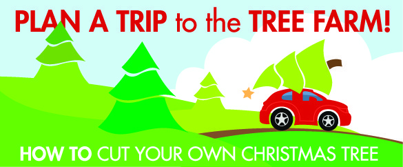 Top 25 Festive, Tree Farms to find the Perfect Christmas Trees!