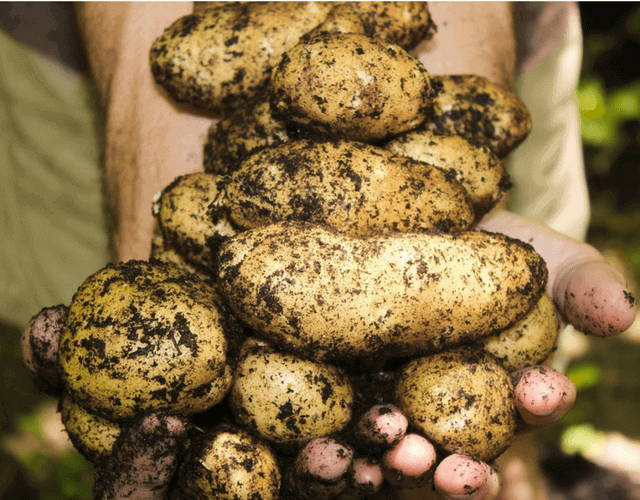 Potato Power! Tips, Trivia and Recipes!