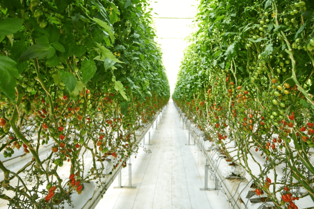 Greenhouses - Why I am Buying More of This Type of Food