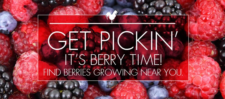 Get 'Berry' Excited! Here's What’s in Season!