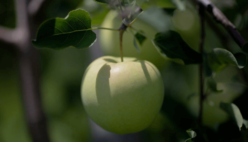 Golden Delicious – Rice Fruit Company