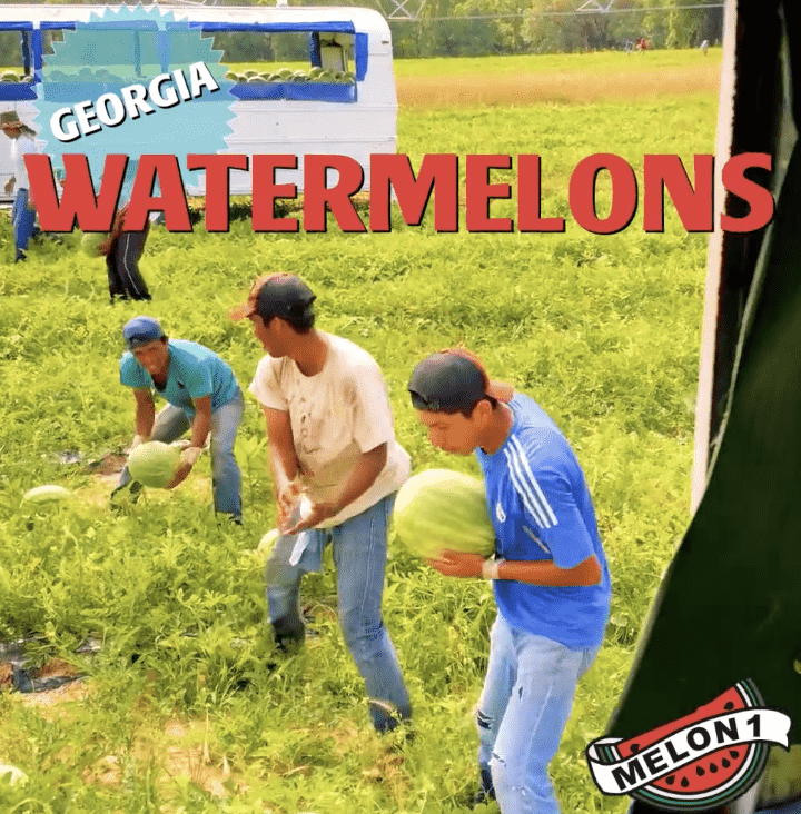 Melon 1: Georgia Watermelons