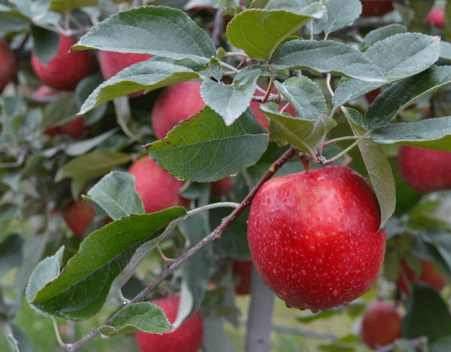 JUICI™ Apples from Starr Ranch®