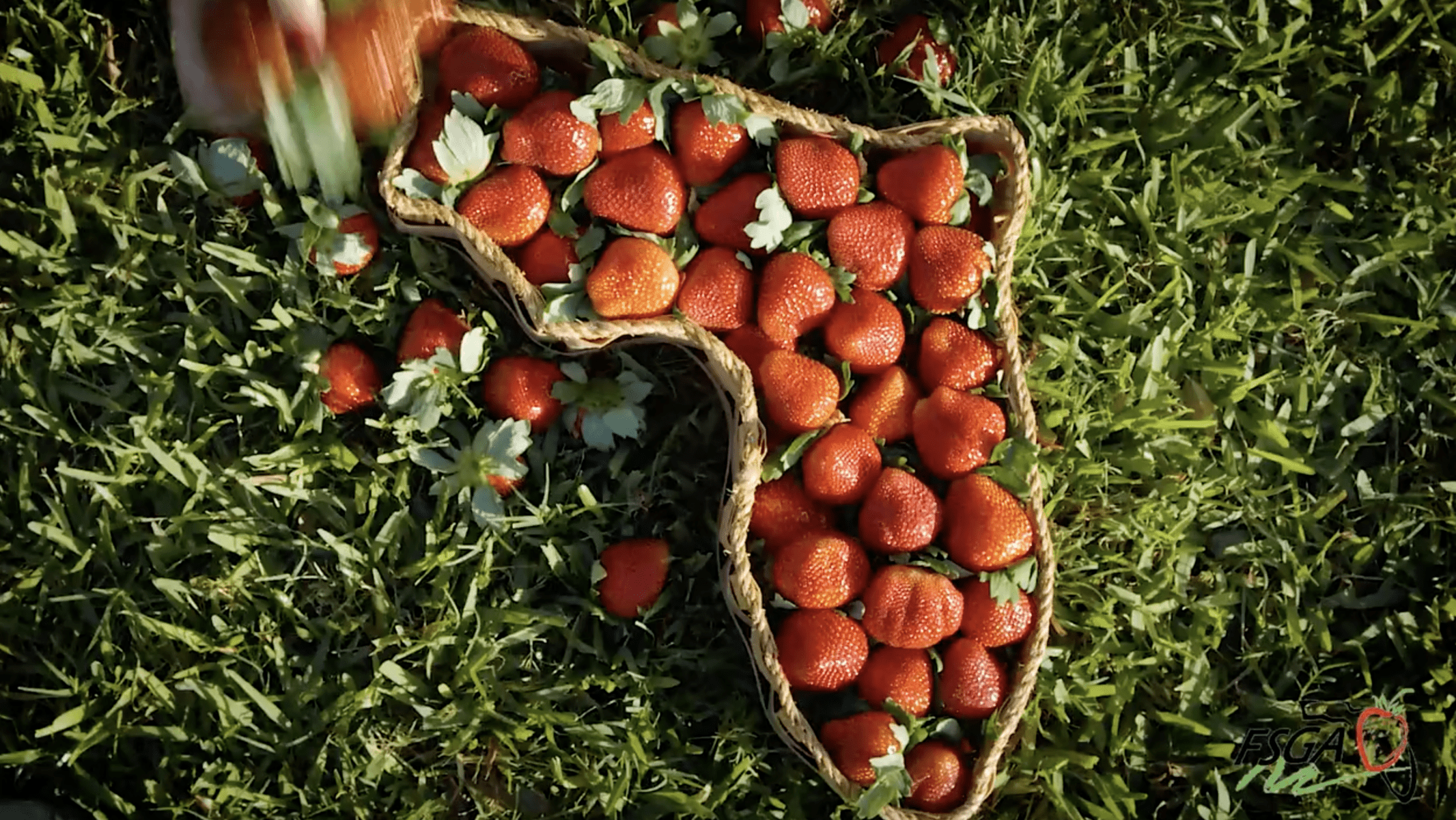 FSGA Behind-the-Scenes: Growing Florida Strawberries