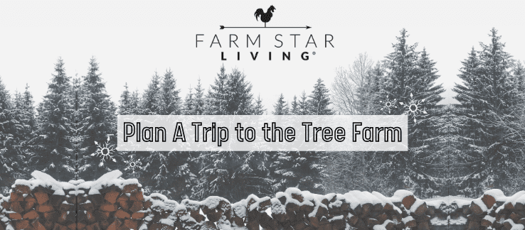 Plan A Trip to the Tree Farm!