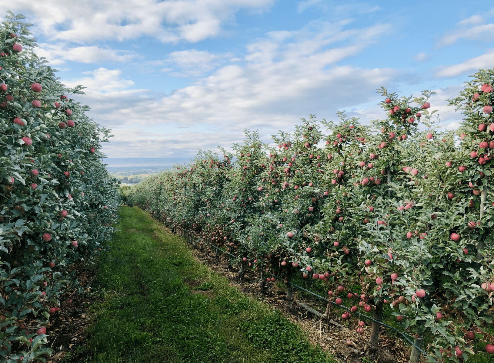 Starr Ranch Growers Apple Orchards
