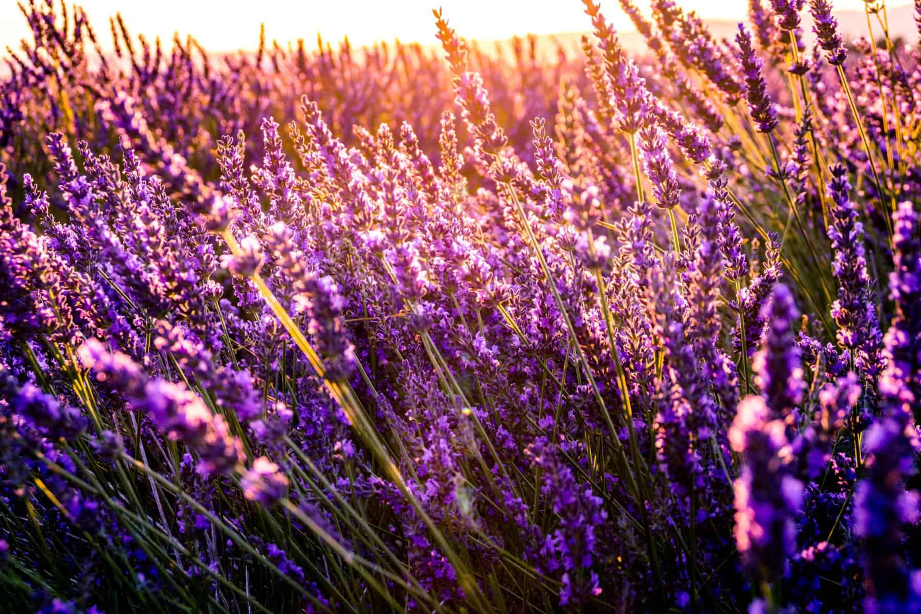 Sauvie Island Lavender Farm