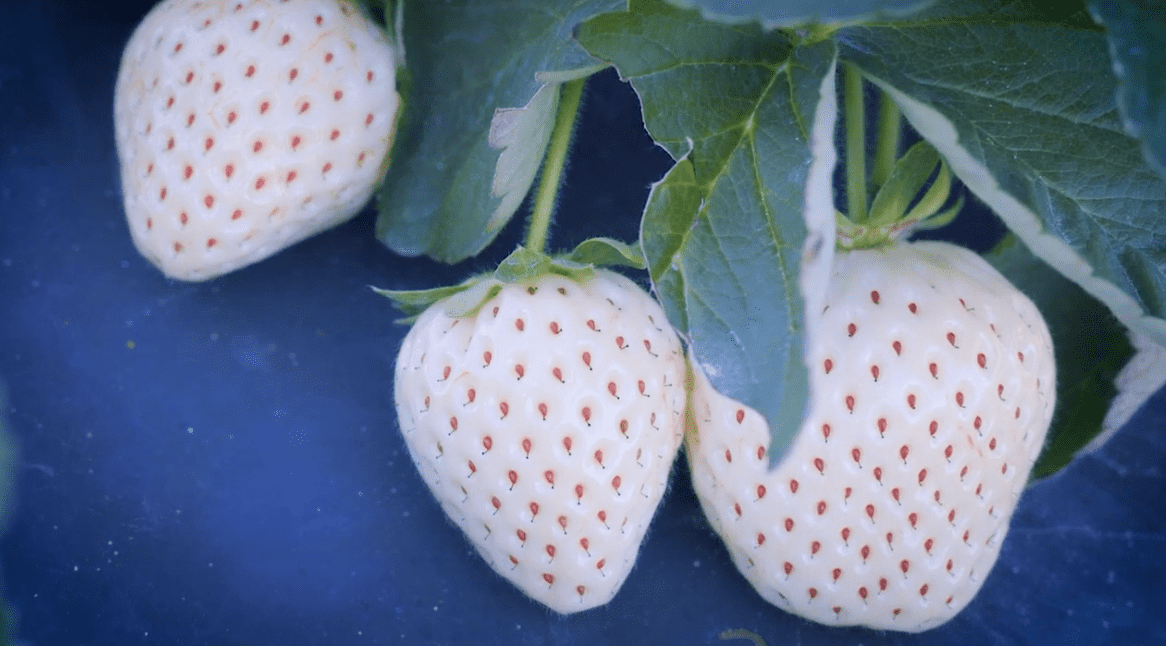 FSGA: Florida Strawberry Varieties