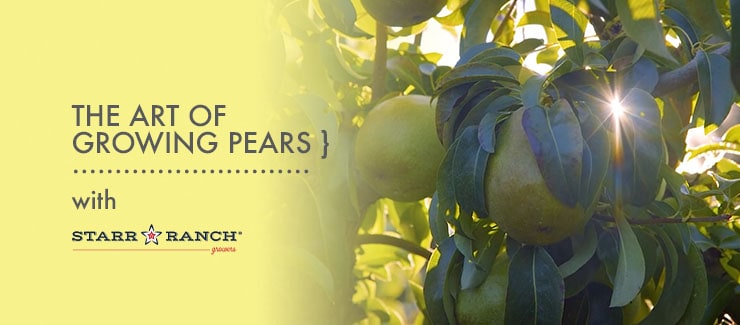 The Art of Growing Pears