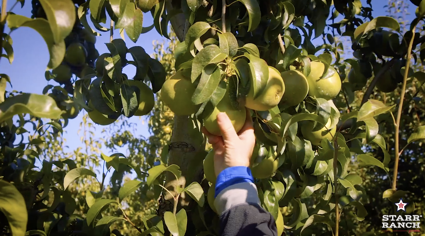 The Pear-fection of Starr Ranch® Growers