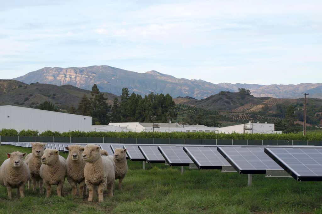 Solar Panels on the Limoneira Ranch