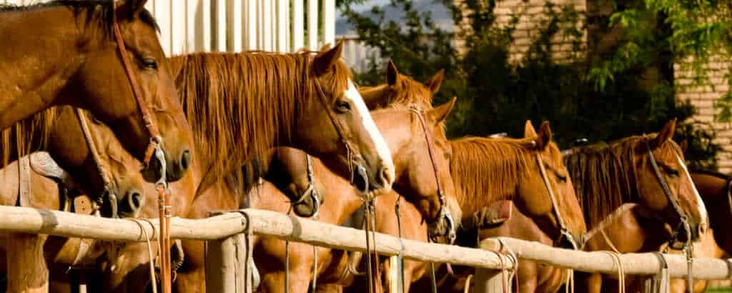 Bar10 Ranch Horse Farm