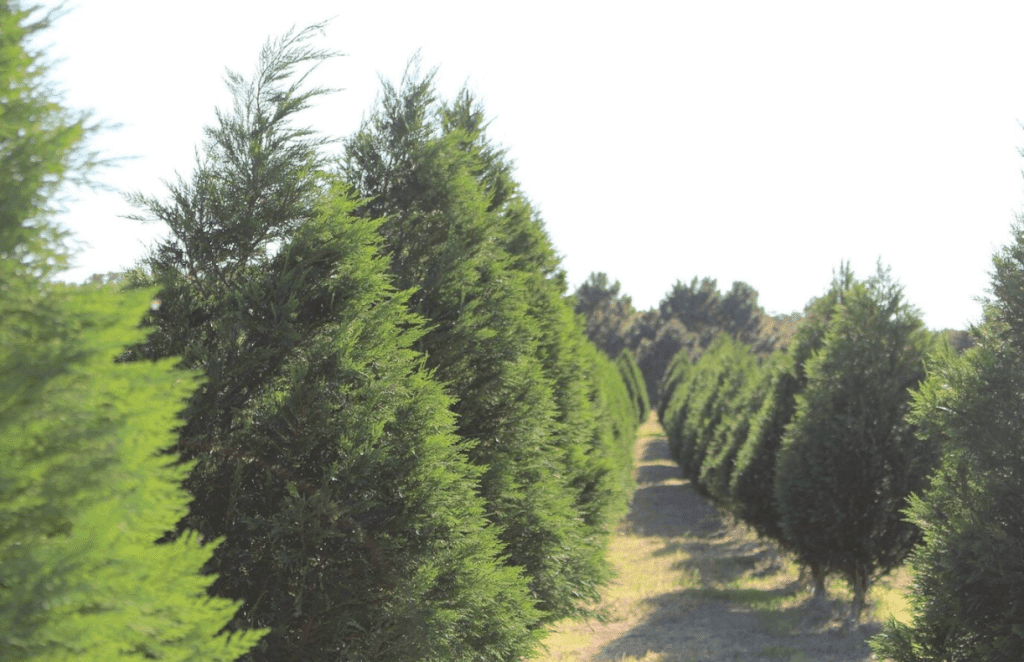 Elgin Christmas Tree Farm