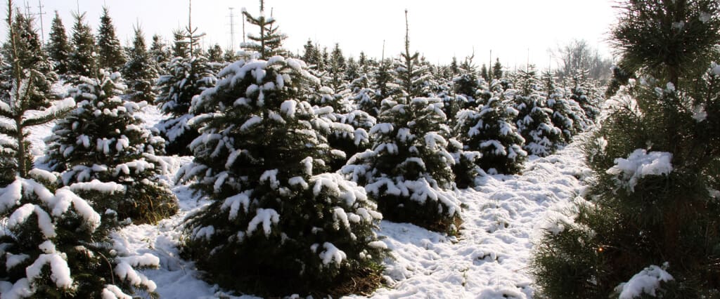 Perfect Christmas Tree Farm